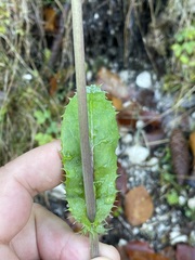 Sonchus asper