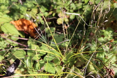 Carex crawfordii