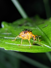 Hoplapoderus