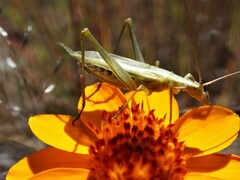 Oecanthus argentinus