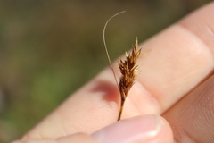 Carex crawfordii