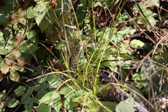 Carex crawfordii