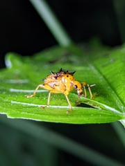 Hoplapoderus