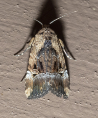 Elaphria chalcedonia