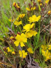 Hibbertia stricta