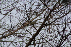 Vireo solitarius