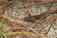 Plestiodon anthracinus