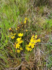 Hibbertia stricta