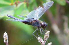 Celithemis martha
