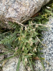 Cerastium beeringianum