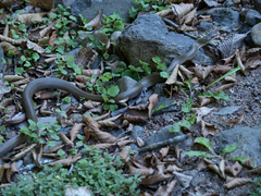 Euprepiophis conspicillata