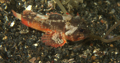 Richardsonichthys leucogaster