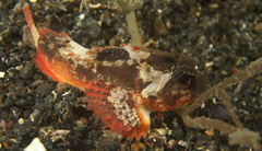 Richardsonichthys leucogaster