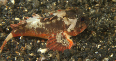 Richardsonichthys leucogaster