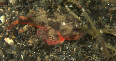 Richardsonichthys leucogaster