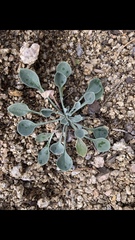 Physaria