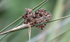 Juncus acutus