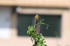 Saxicola stejnegeri