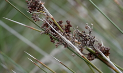 Juncus acutus