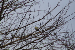 Leiothlypis peregrina