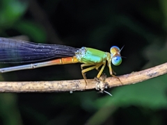 Ceriagrion cerinorubellum