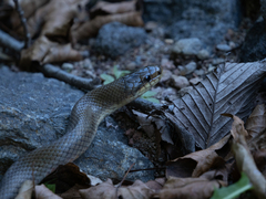 Euprepiophis conspicillata