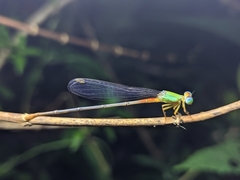 Ceriagrion cerinorubellum