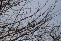 Leiothlypis peregrina