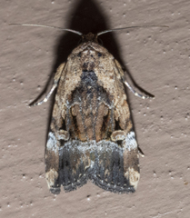 Elaphria chalcedonia