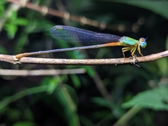 Ceriagrion cerinorubellum
