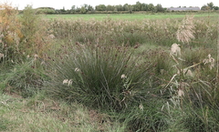 Juncus acutus