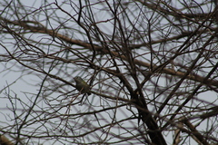 Vireo solitarius
