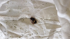 Thermonectus marmoratus