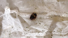 Thermonectus marmoratus