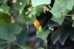 Momordica charantia