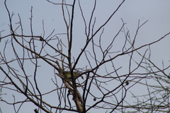 Vireo solitarius