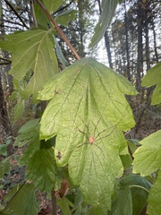 Leptobunus parvulus