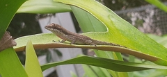 Anolis antonii
