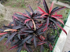 Codiaeum variegatum