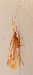 Limnephilus