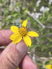 Bahiopsis microphylla