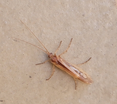 Limnephilus