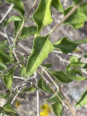 Bahiopsis microphylla