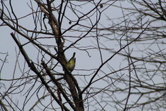 Vireo solitarius