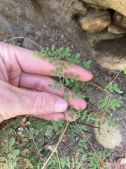 Pellaea andromedifolia