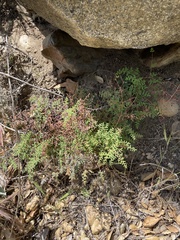 Pellaea andromedifolia