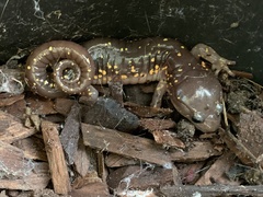 Aneides lugubris