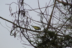 Vireo solitarius