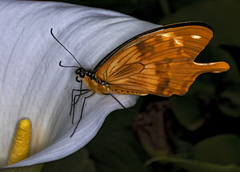 Papilio dardanus cenea