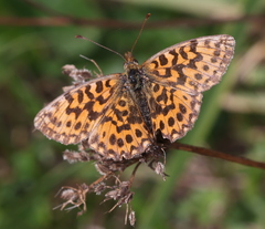 Boloria dia